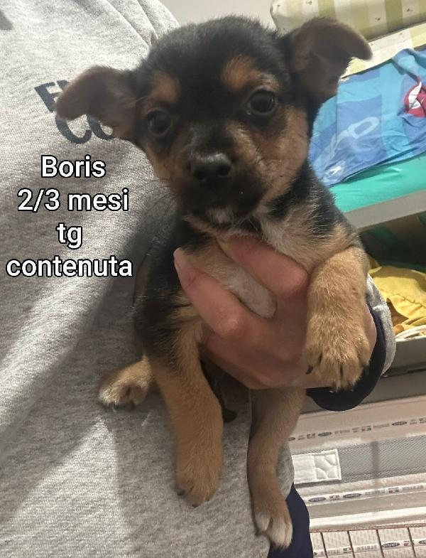 Cuccioli dai 2 mesi Foto 2