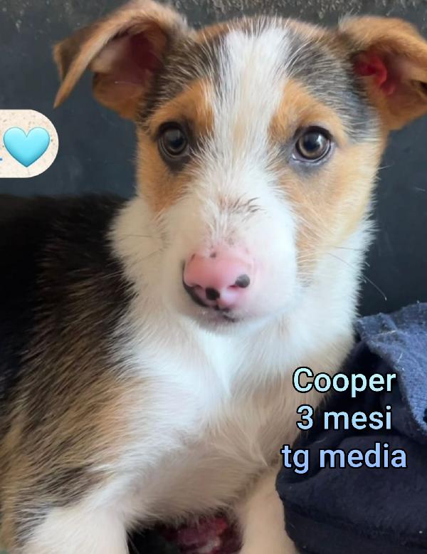 Cuccioli dai 2 mesi Foto 4