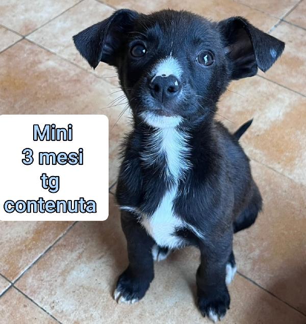 Cuccioli dai 2 mesi Foto 5