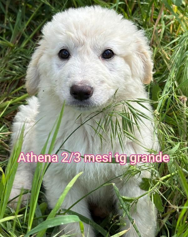 Cuccioli dai 2 mesi Foto 6