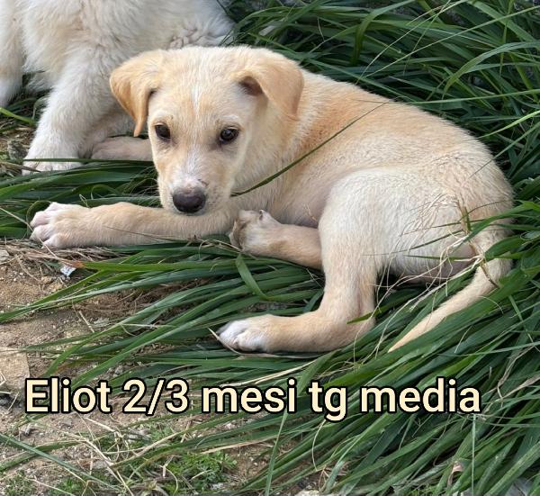 Cuccioli dai 2 mesi Foto 7