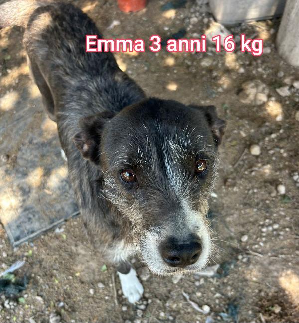 Cani Taglie Piccole E Contenute 