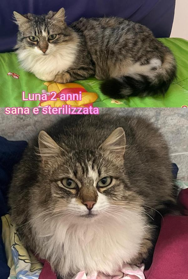 TROPPI MICINI SOLI! Foto 6