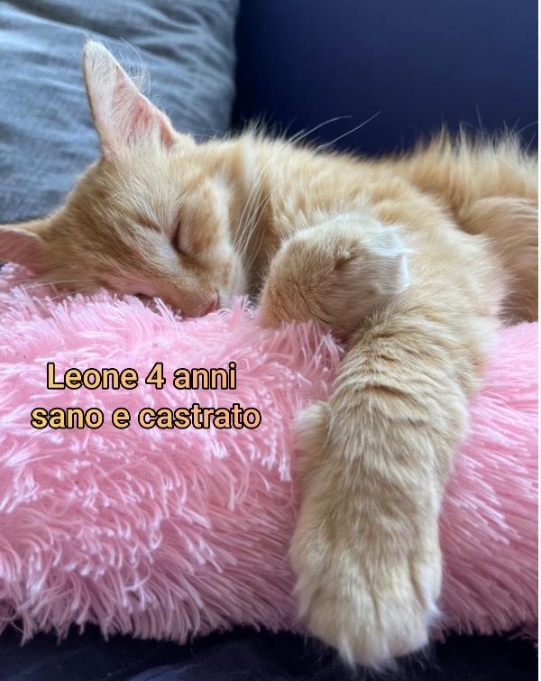 URGENTE: GATTINI BISOGNOSI  Foto 7