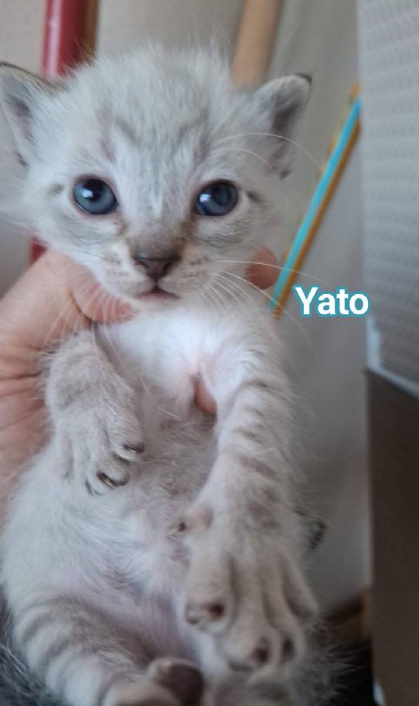 URGENTE: GATTINI BISOGNOSI  Foto 8