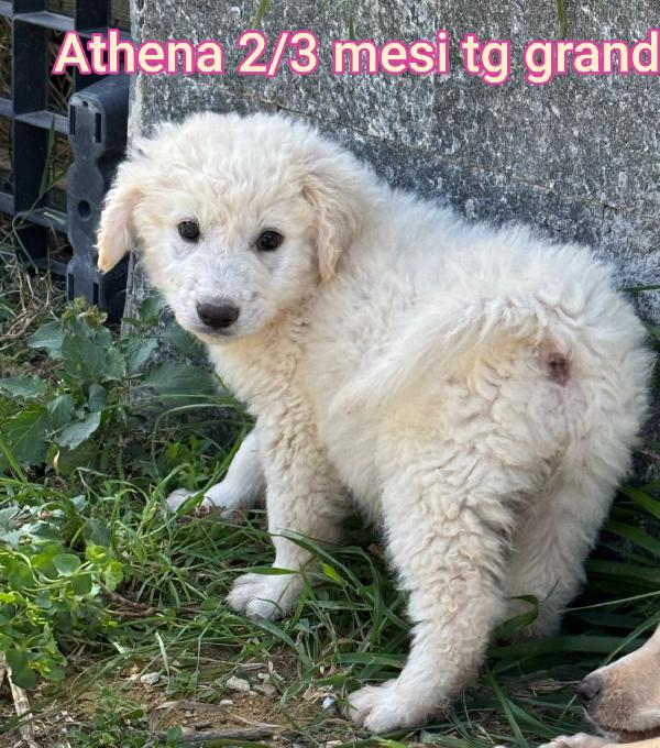 Bellissimi cuccioli. 2/3 mesi Foto 3