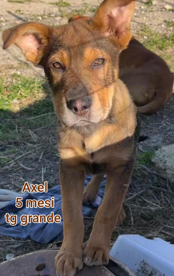 Bellissimi cuccioli. 2/3 mesi Foto 6