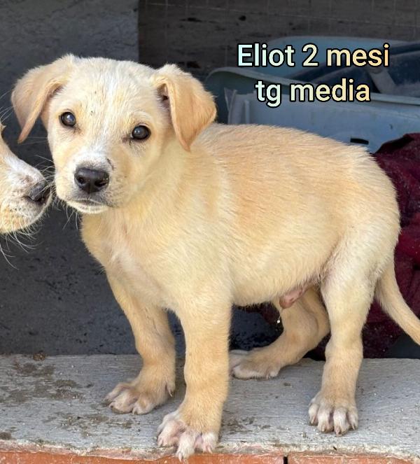Bellissimi cuccioli. 2/3 mesi Foto 8