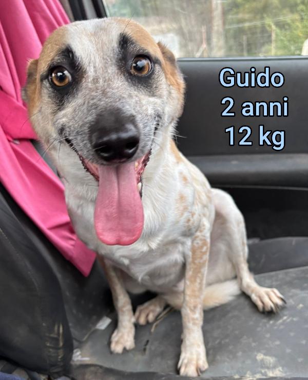 CANI 10 / 15 CHILI MASSIMI Foto 4