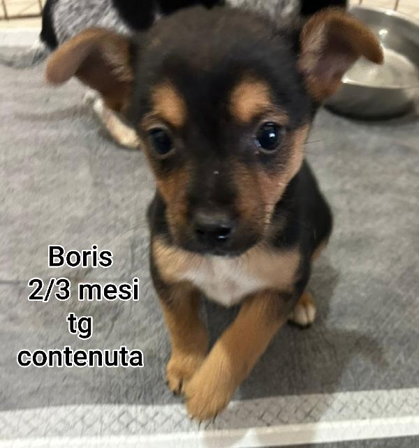 Invisibili Cuccioli Da Adottare 