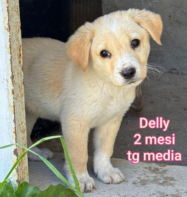 Invisibili cuccioli da adottare  Foto 10