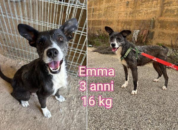 ADOZIONI CANI PICCOLI. MAX 15 KG Foto 4