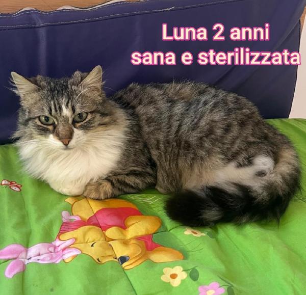 Telefona x salvare un micio Foto 7