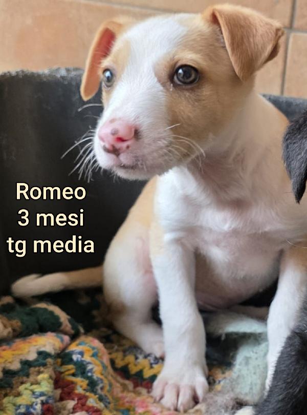 SALVATE UN CUCCIOLINO Foto 2