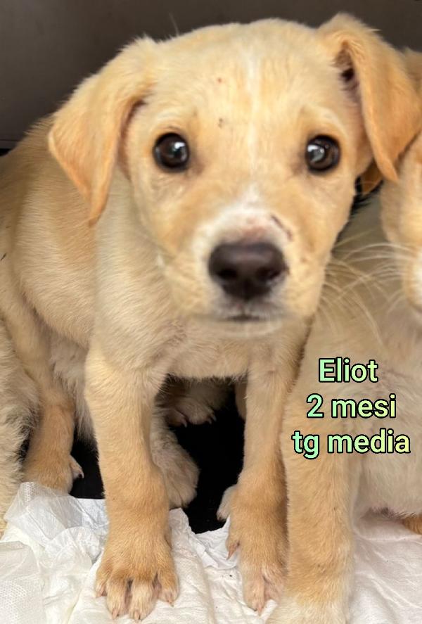 SALVATE UN CUCCIOLINO Foto 8