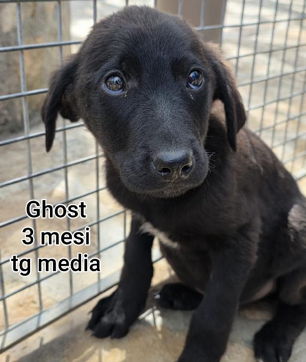 SALVATE UN CUCCIOLINO Foto 7