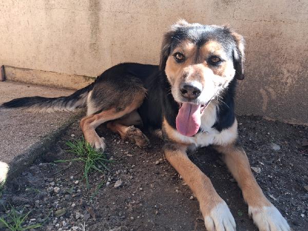 Gigio Splendido Dolcissimo Giovanotto Cerca Casa 