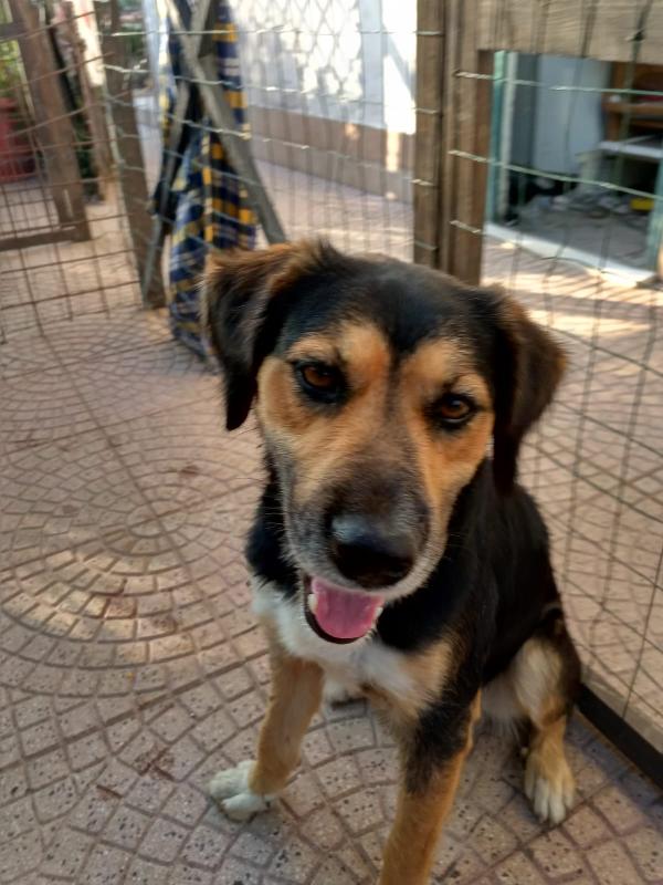 Gigio splendido dolcissimo giovanotto cerca casa  Foto 2