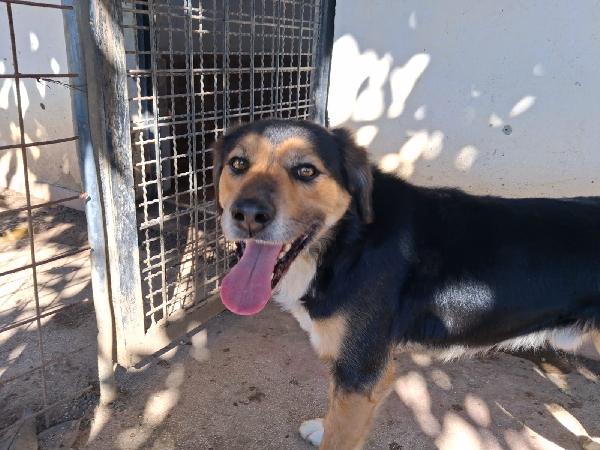 Gigio splendido dolcissimo giovanotto cerca casa  Foto 5