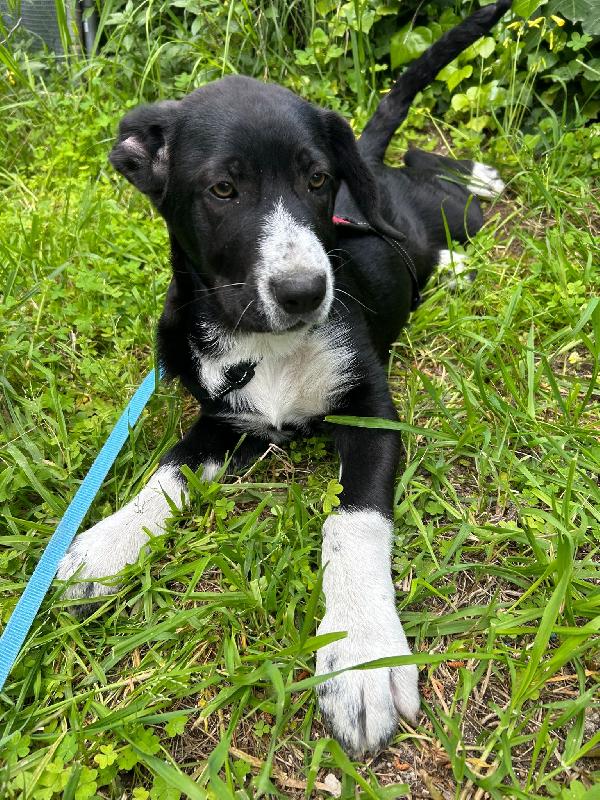 Thor Cucciolo Cerca Casa 