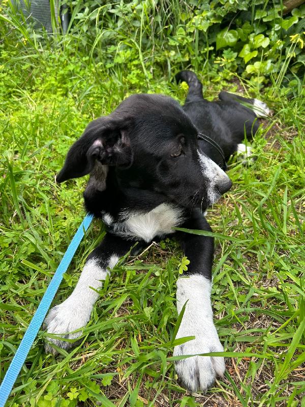 Thor cucciolo cerca casa  Foto 2