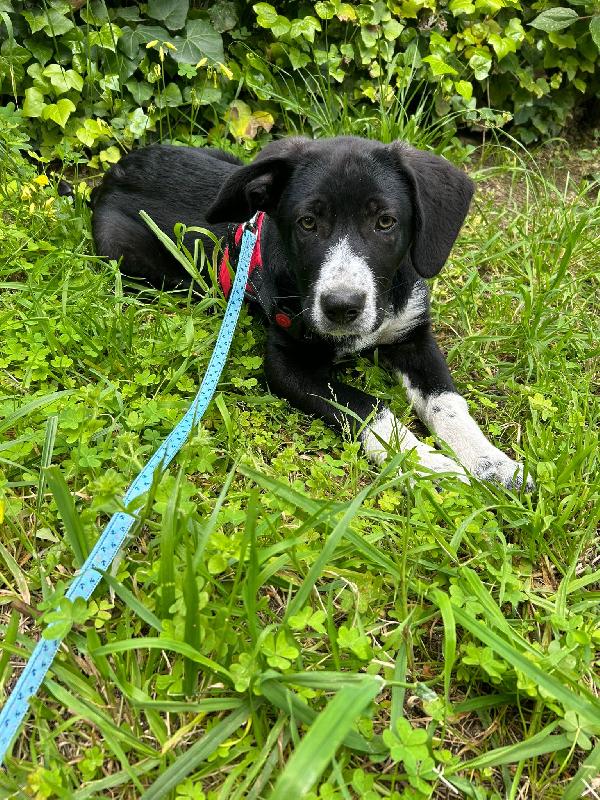 Thor cucciolo cerca casa  Foto 3