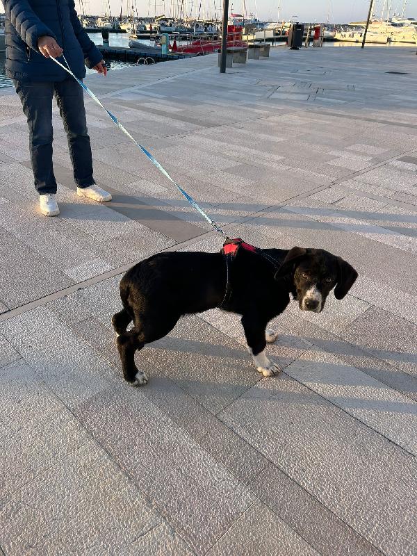 Thor cucciolo cerca casa  Foto 6