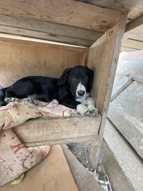 Thor cucciolo cerca casa  Foto 8