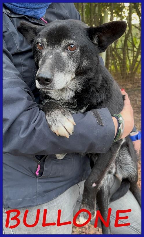 Bullone, Un Tenero Vecchietto Con Un Passato Sconosciuto Ed Un Futuro Tutto Da Scrivere!