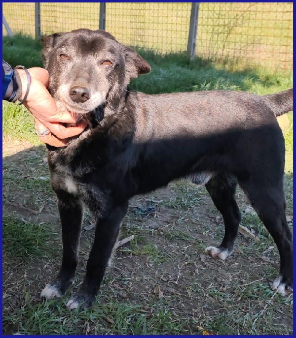 BULLONE, UN TENERO VECCHIETTO CON UN PASSATO SCONOSCIUTO ED UN FUTURO TUTTO DA SCRIVERE! Foto 2