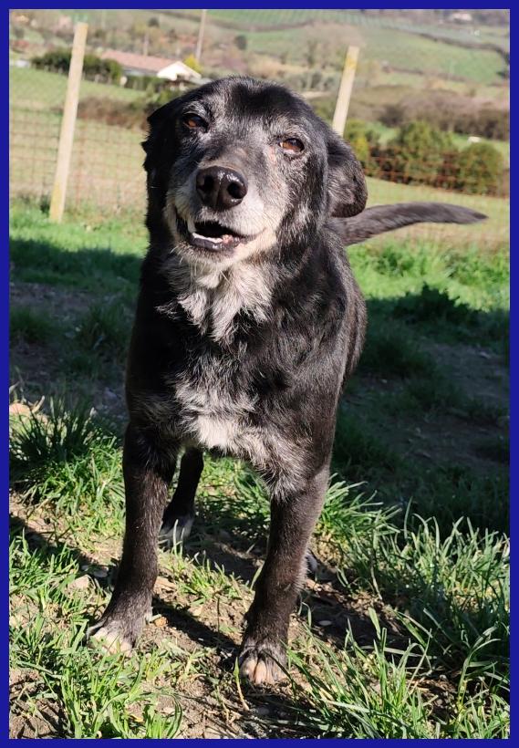 BULLONE, UN TENERO VECCHIETTO CON UN PASSATO SCONOSCIUTO ED UN FUTURO TUTTO DA SCRIVERE! Foto 3