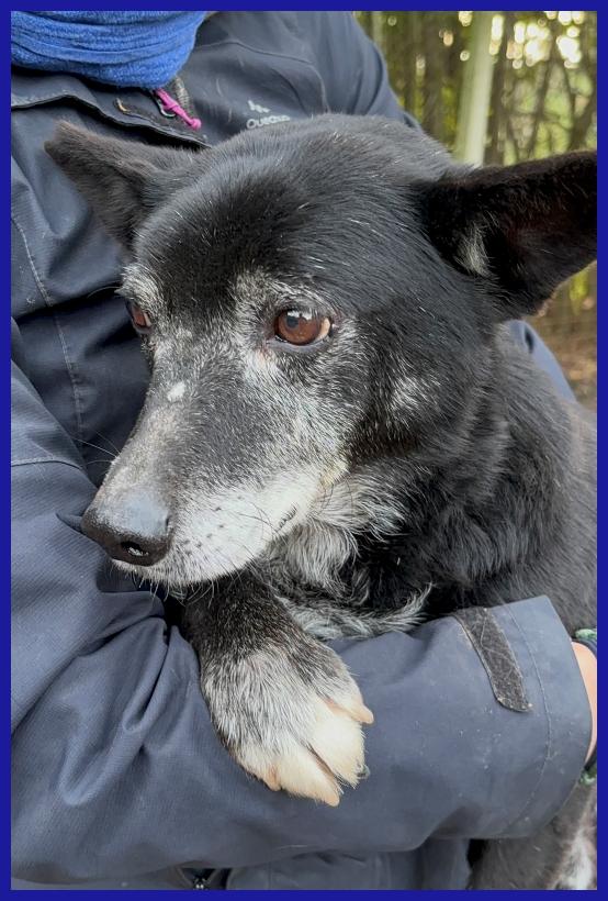 BULLONE, UN TENERO VECCHIETTO CON UN PASSATO SCONOSCIUTO ED UN FUTURO TUTTO DA SCRIVERE! Foto 4