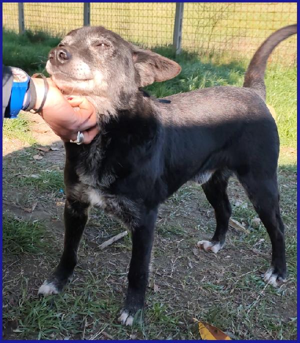 BULLONE, UN TENERO VECCHIETTO CON UN PASSATO SCONOSCIUTO ED UN FUTURO TUTTO DA SCRIVERE! Foto 5