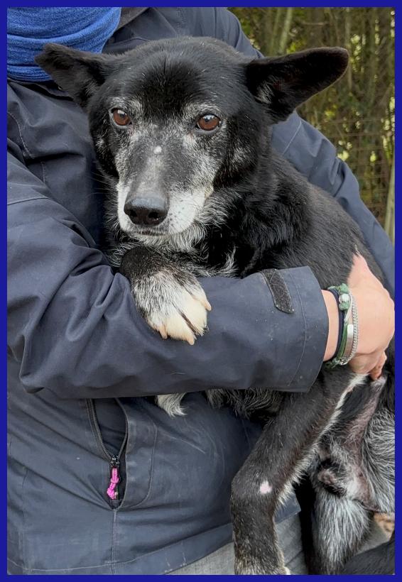 BULLONE, UN TENERO VECCHIETTO CON UN PASSATO SCONOSCIUTO ED UN FUTURO TUTTO DA SCRIVERE! Foto 6