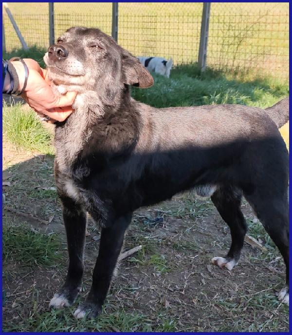 BULLONE, UN TENERO VECCHIETTO CON UN PASSATO SCONOSCIUTO ED UN FUTURO TUTTO DA SCRIVERE! Foto 7