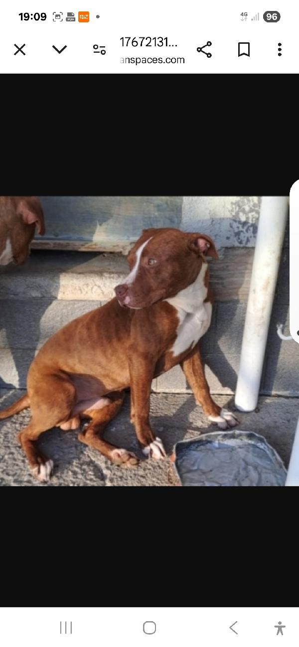 Pitbull Drake e sorella 20/22mesi buonissimi.CALABRIA Foto 3