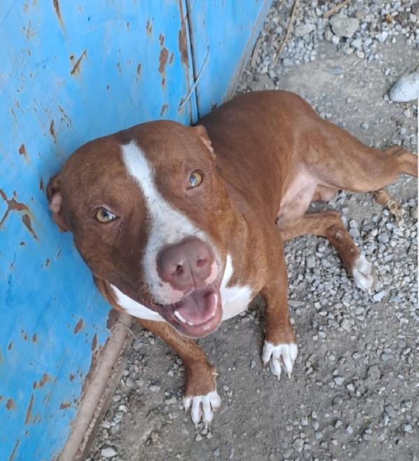Pitbull Drake e sorella 20/22mesi buonissimi.CALABRIA Foto 4