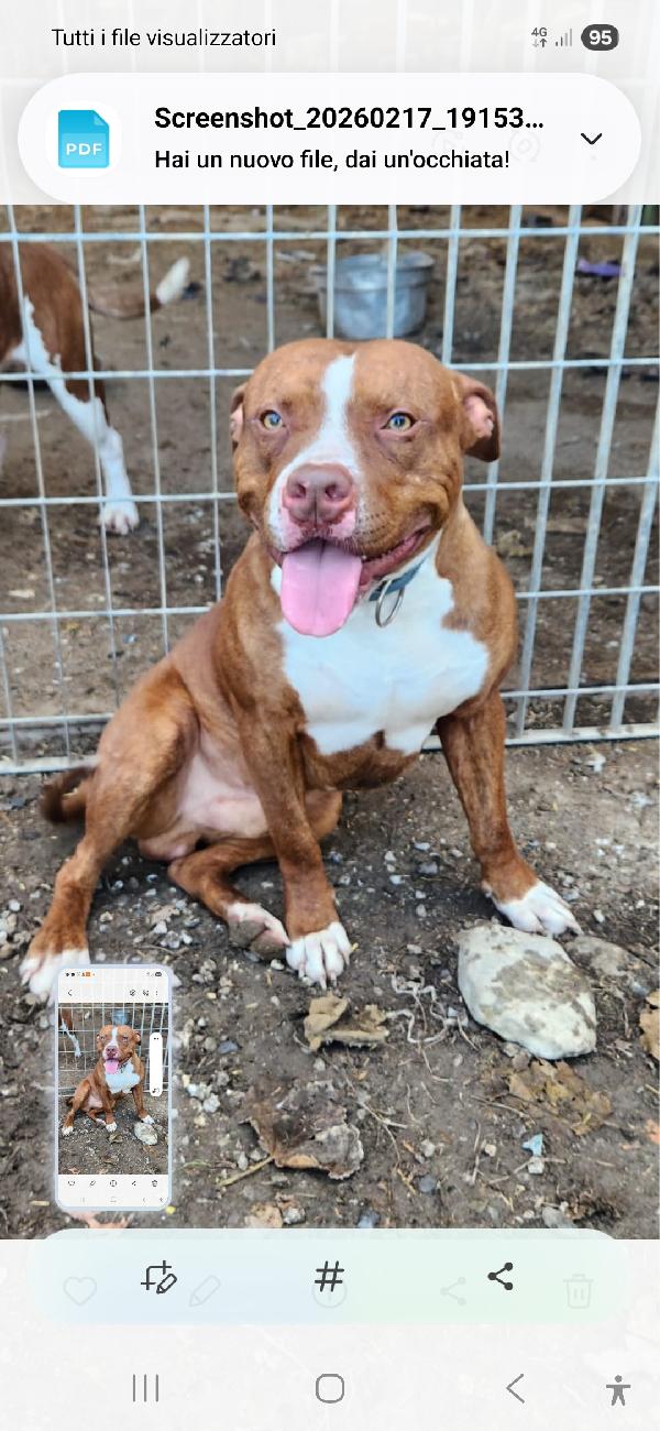 Pitbull Drake e sorella 20/22mesi buonissimi.CALABRIA Foto 5