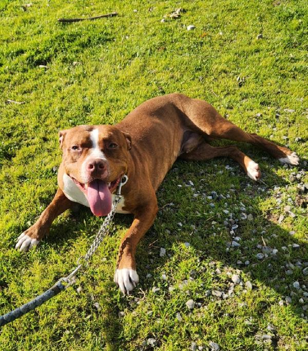 Pitbull Drake e sorella 20/22mesi buonissimi.CALABRIA Foto 6