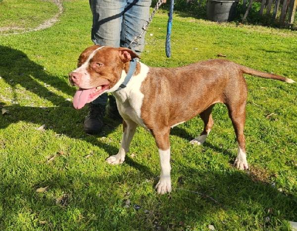 Pitbull Drake e sorella 20/22mesi buonissimi.CALABRIA Foto 8