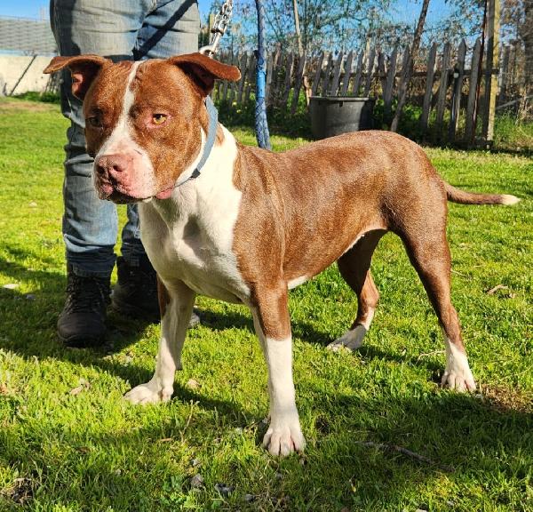 Pitbull Drake e sorella 20/22mesi buonissimi.CALABRIA Foto 10