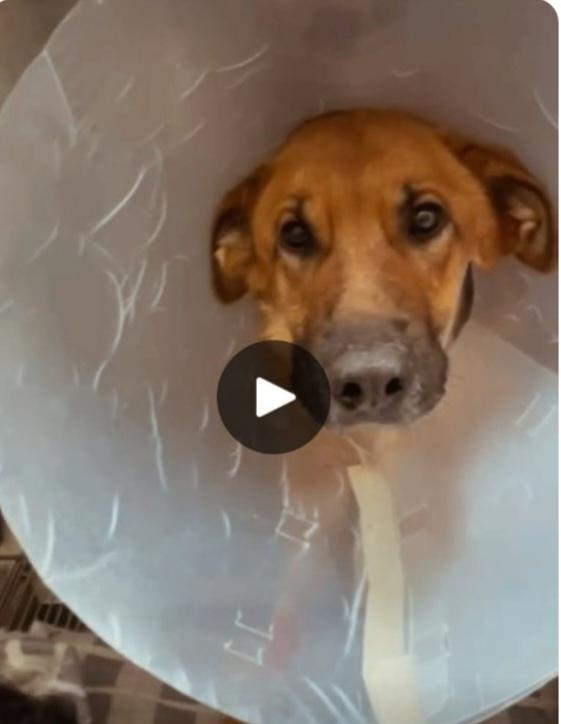 Bella,Pastorina Adulta,Urgente Casa Bari