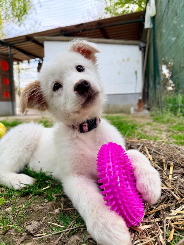 Barbie Cucciola Di 3 Mesi Visibile A Fidenza Parma 
