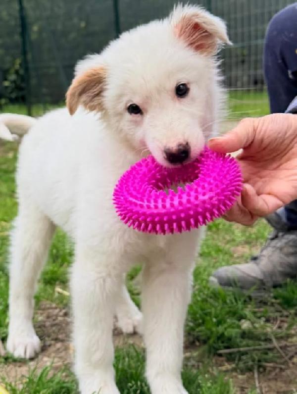 Barbie cucciola di 3 mesi visibile a Fidenza Parma  Foto 2