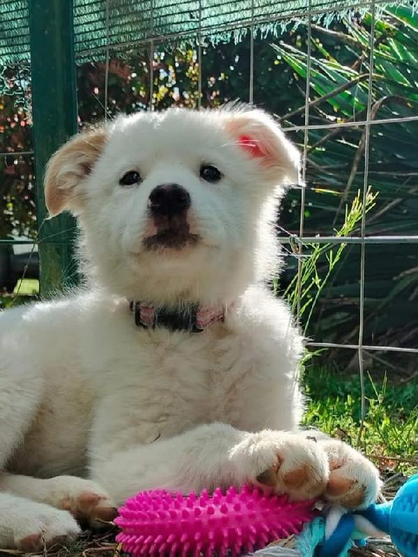 Barbie cucciola di 3 mesi visibile a Fidenza Parma  Foto 3