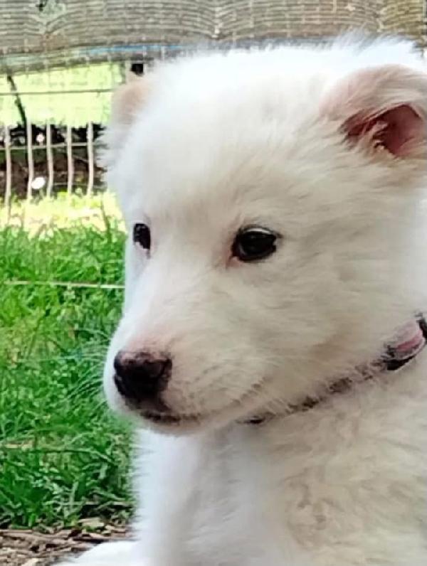 Barbie cucciola di 3 mesi visibile a Fidenza Parma  Foto 4