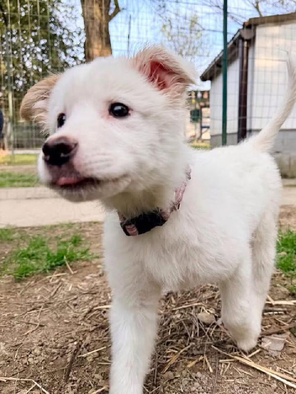 Barbie cucciola di 3 mesi visibile a Fidenza Parma  Foto 5