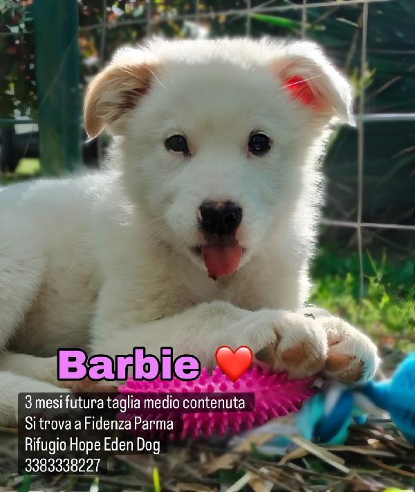 Barbie cucciola di 3 mesi visibile a Fidenza Parma  Foto 6