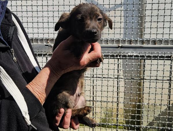 Rubino: 3 Mesi Taglia Contenuta 