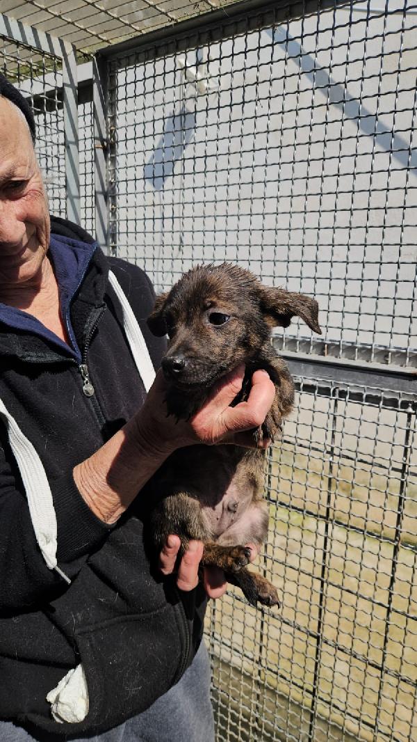 Rubino: 3 mesi taglia contenuta  Foto 2